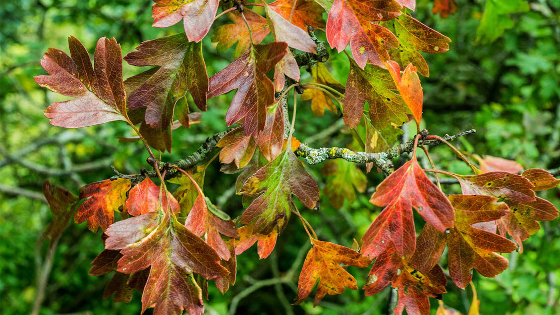 Hawthorn autumn leaves