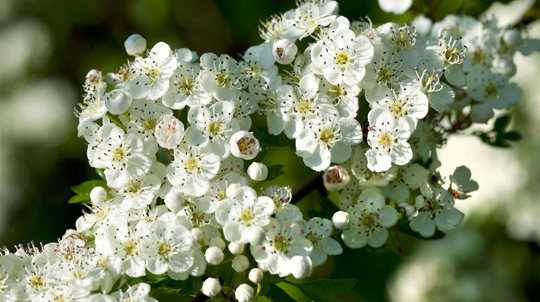 Hawthorn blossom with some flowers yet to bloom