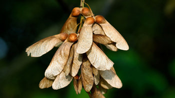 Sycamore seeds against a black background