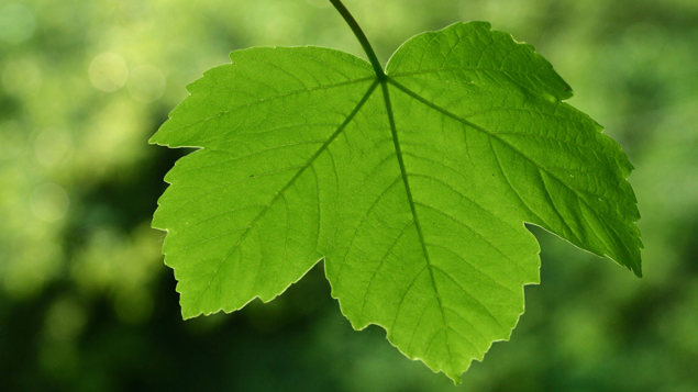 Sycamore Acer Pseudoplatanus Woodland Trust Sycamore Acer Pseudoplatanus Woodland Trust
