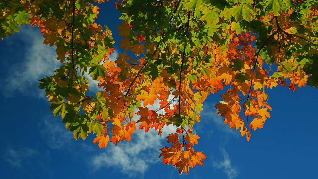 Sycamore Tree In Spring Sycamore (Acer pseudoplatanus) - Woodland Trust