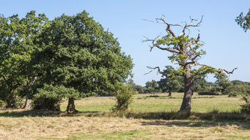 Oak suffering decline with dieback of the crown