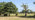 Oak suffering decline with dieback of the crown