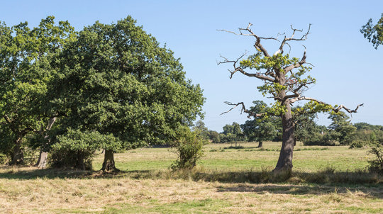 Oak suffering decline with dieback of the crown