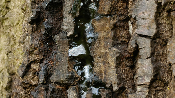 Trunk of an oak going through decline