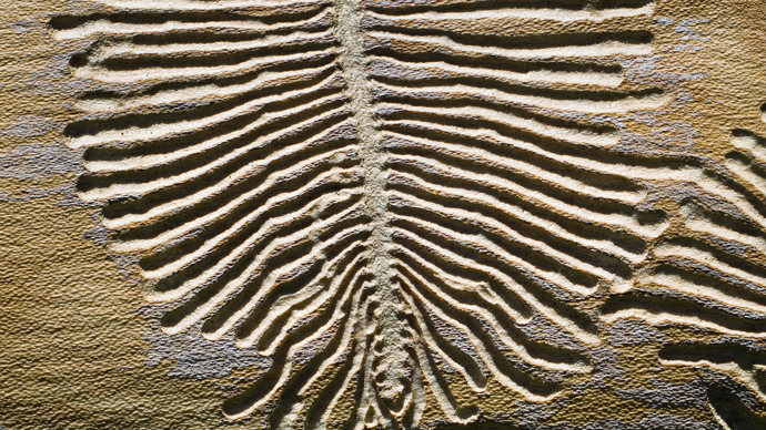 Boring holes of the spruce bark beetle on wood