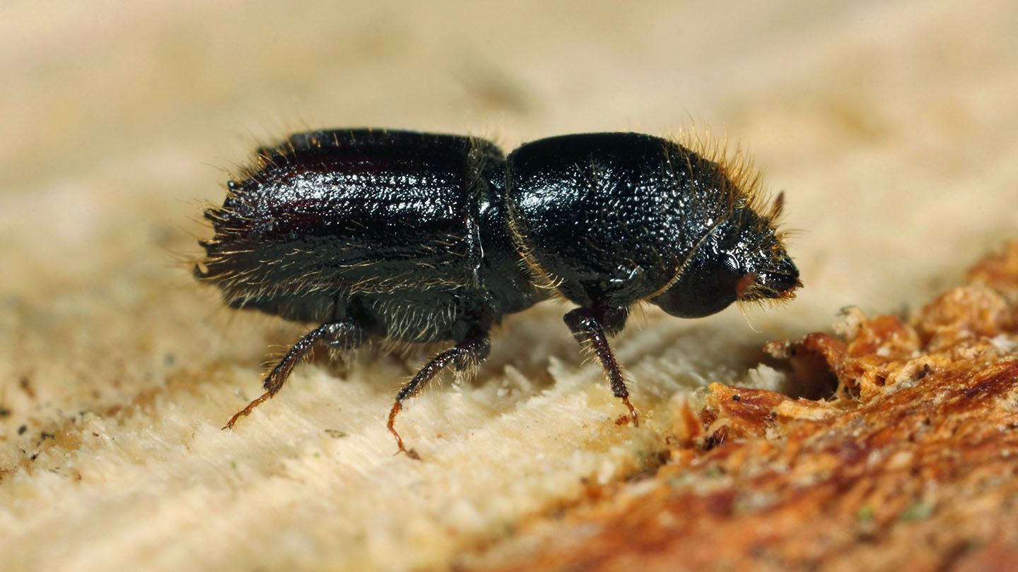 Eight Toothed Spruce Bark Beetle Woodland Trust