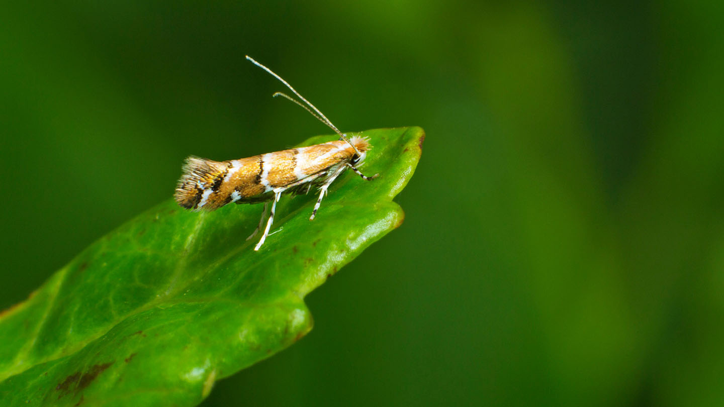 Horse Chestnut Leaf Miner (C. ohridella) Woodland Trust