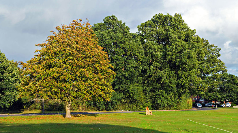 Horse chestnut tree discoloured to yellow after a leaf miner infestation