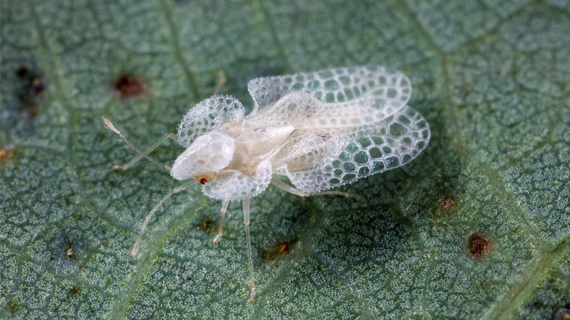 A young oak lace bug on a leaf