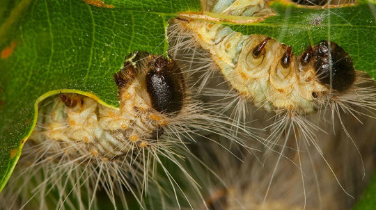 Oak processionary moths feeding on oak leaves
