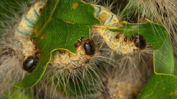 Oak processionary moths feeding on oak leaves