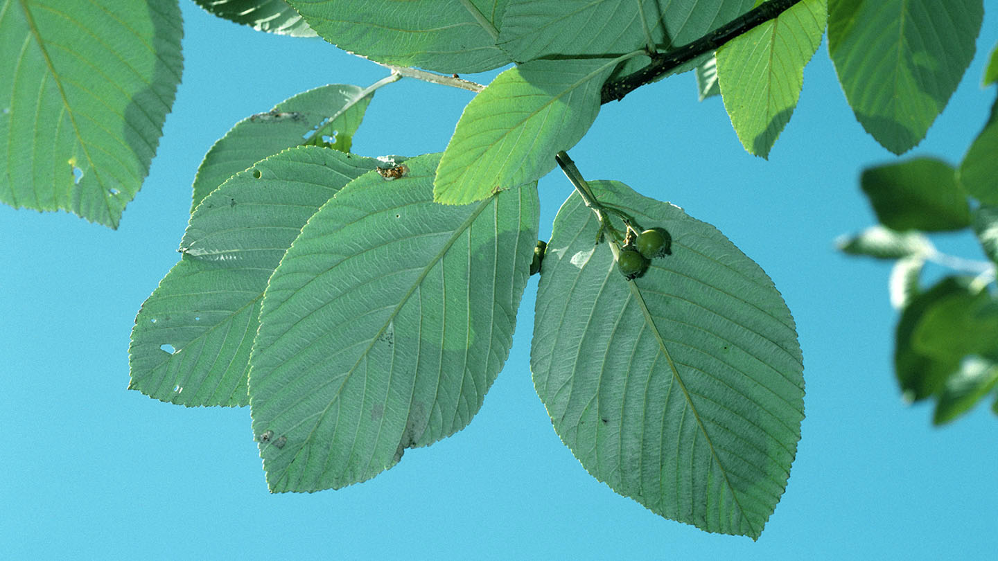 Whitebeam (Sorbus aria) British Trees Woodland Trust