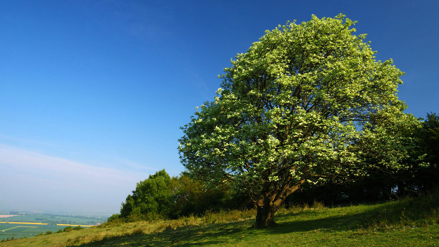 Whitebeam (Sorbus aria) British Trees Woodland Trust
