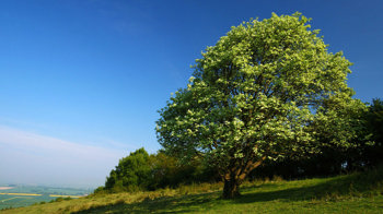 Whitebeam tree in a field against a blue sky