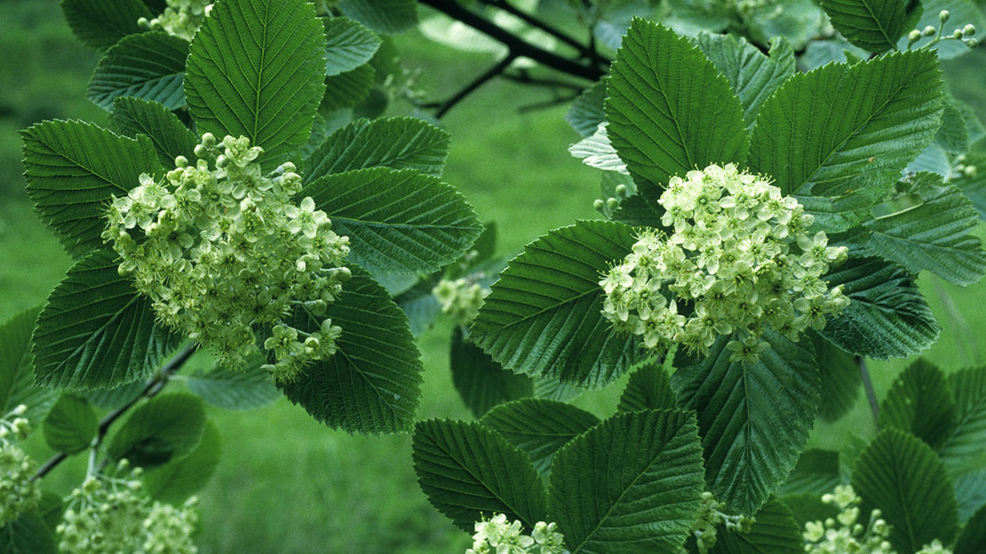 Whitebeam flowers and leaves