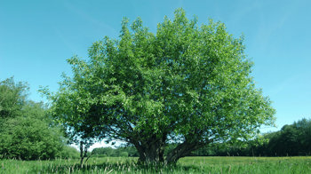 Whole crack willow tree in a field Whole crack willow tree in a field