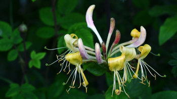 Honeysuckle flower close-up Honeysuckle flower close-up