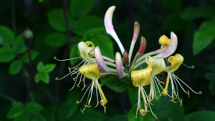 Honeysuckle flower close-up