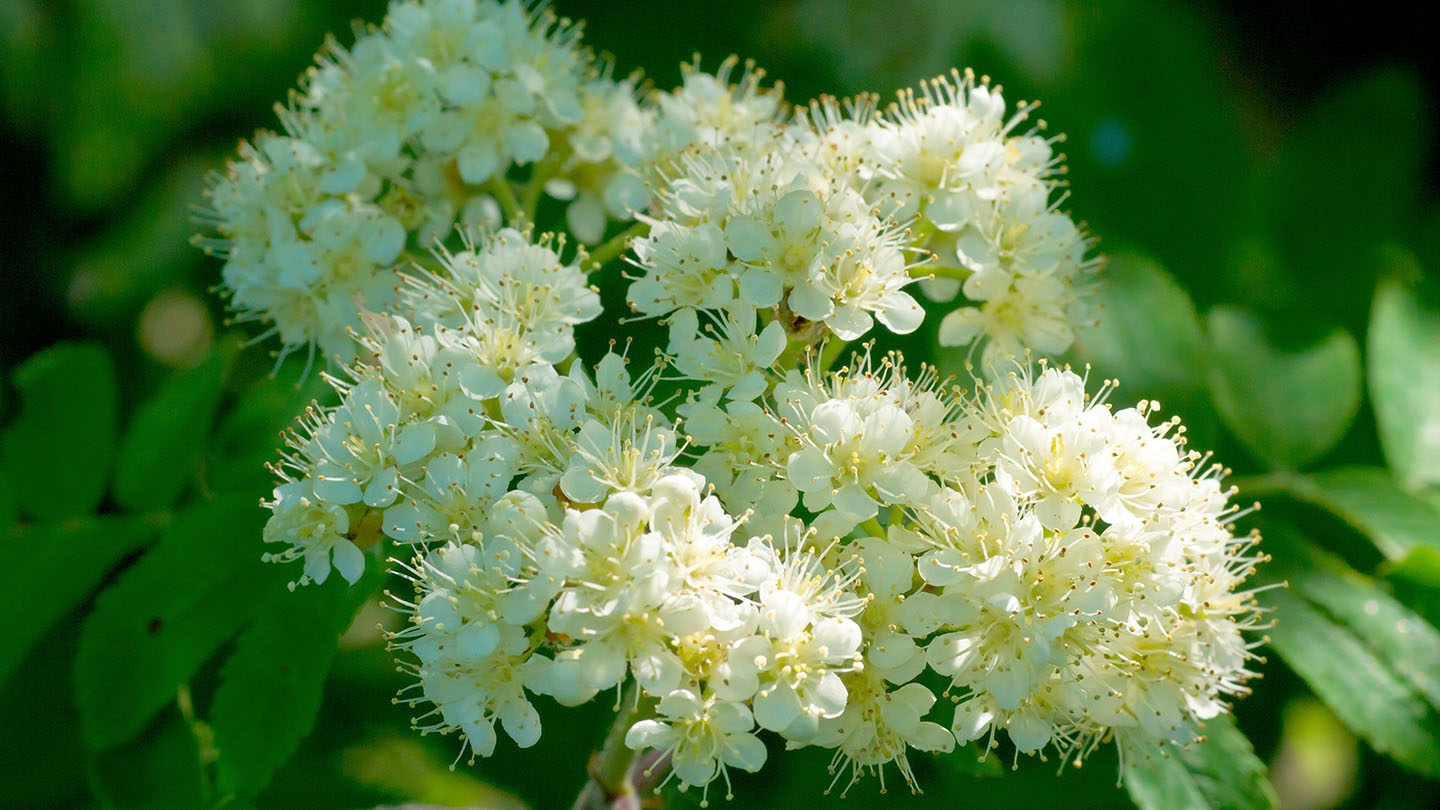 Rowan (Sorbus aucuparia) - British Trees - Woodland