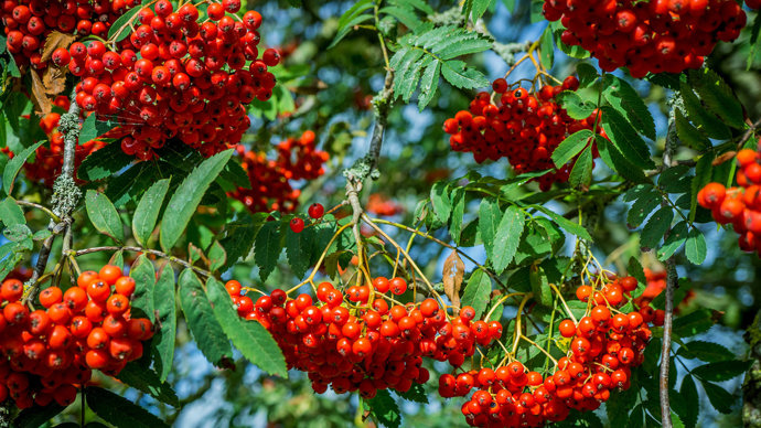 Rowan berries close-up on tree