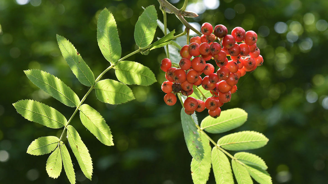 Rowan leaves and berries in sun-dappled light