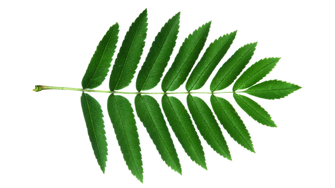 Rowan Sorbus Aucuparia British Trees Woodland Trust rowan-sorbus-aucuparia-british-trees-woodland-trust