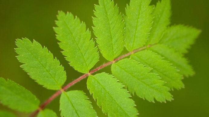 Fresh rowan leaves against green background
