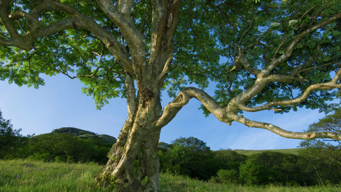Rowan tree against blue skies at Glen Finglas