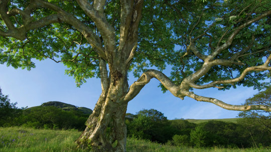 Rowan tree against blue skies at Glen Finglas