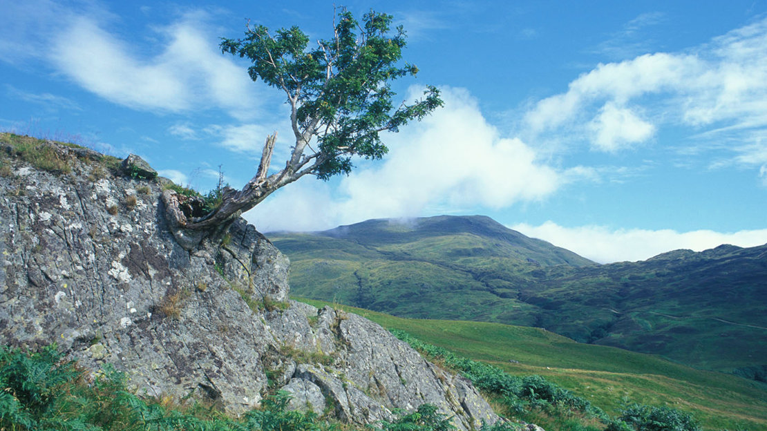 Rowan tree growing on rock against a mountainous landscape