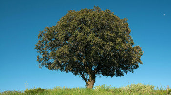 Holm oak on green cereal field 