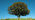 Holm oak on green cereal field 