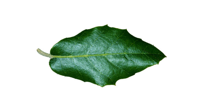 Holm oak single leaf on white background