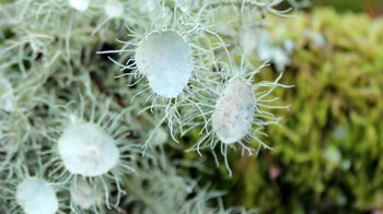 Usnea florida