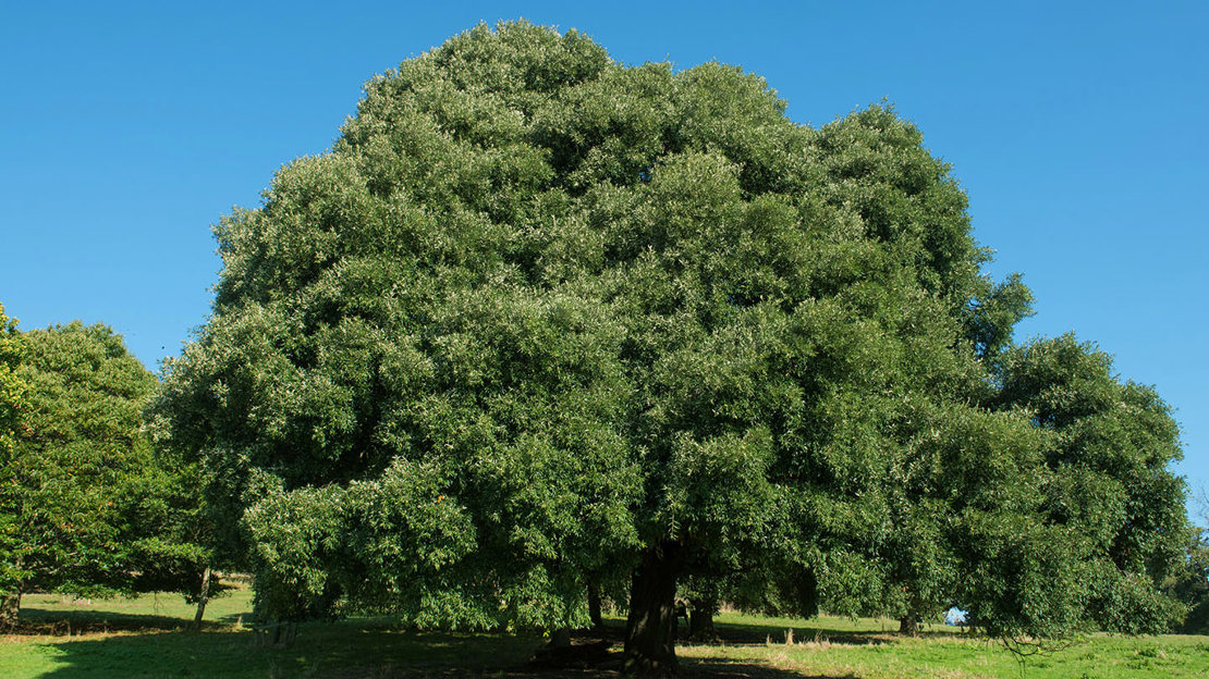 Holm oak tree overview