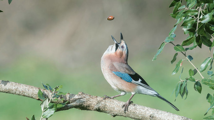 Jay catching holm oak acorn