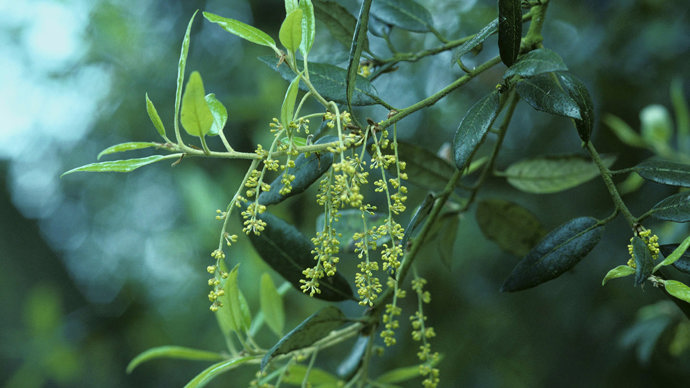 Holm oak flowers