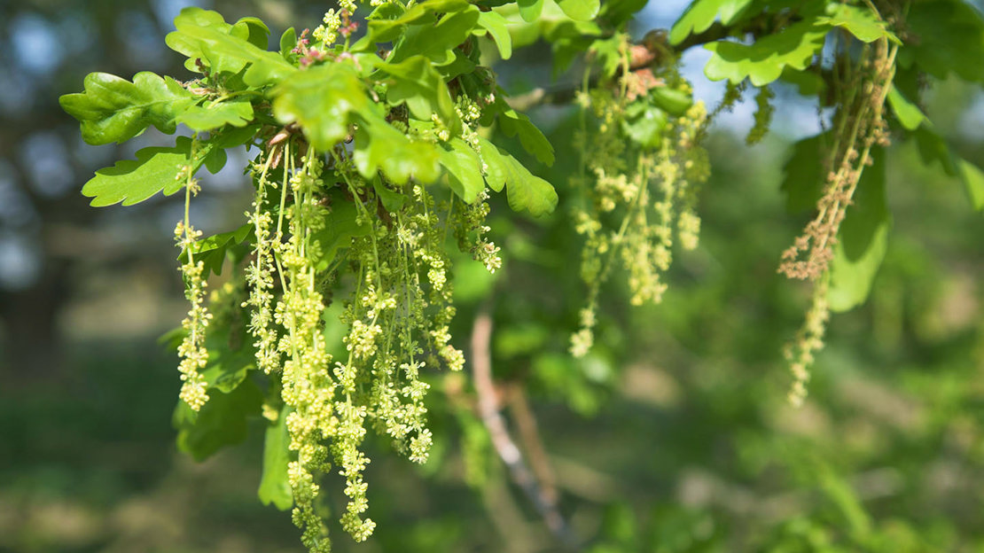 English oak male flowers