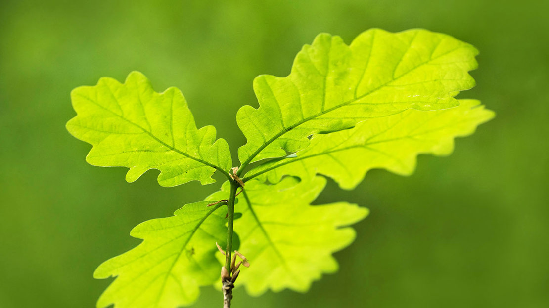 English oak sapling