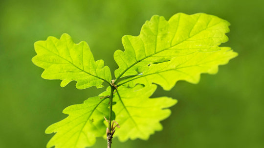 English oak sapling