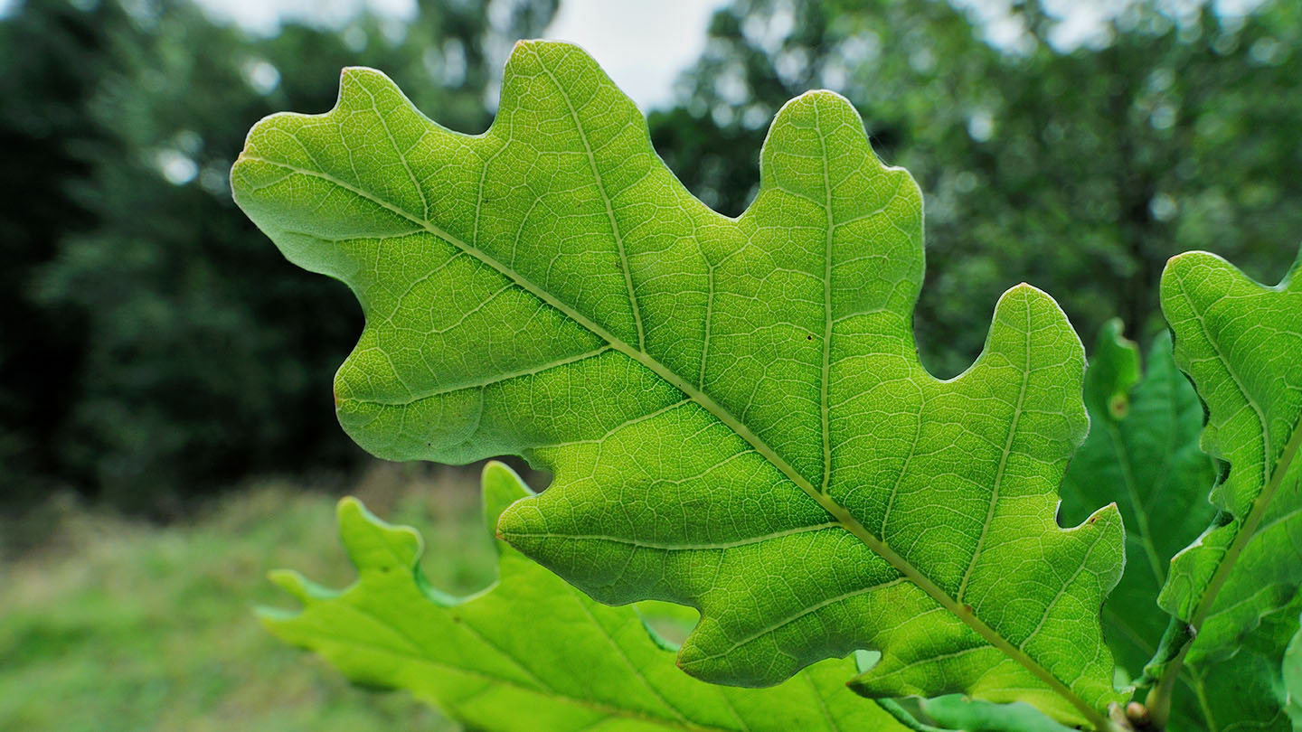Types Of Oak Tree Leaves