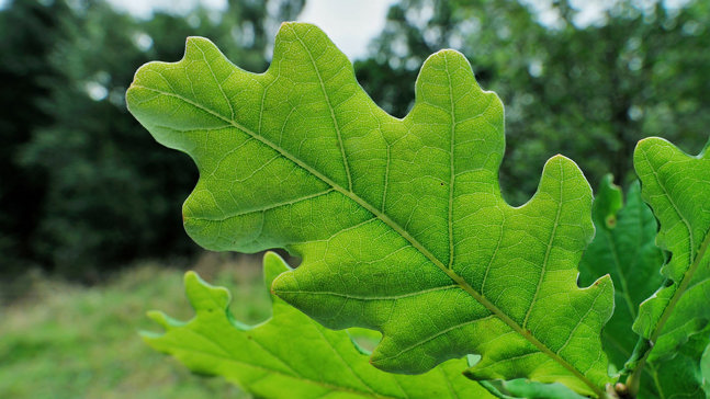 English Oak (Quercus robur) - British Trees - Woodland Trust