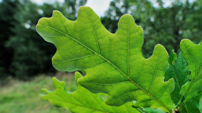 English oak single leaf close-up