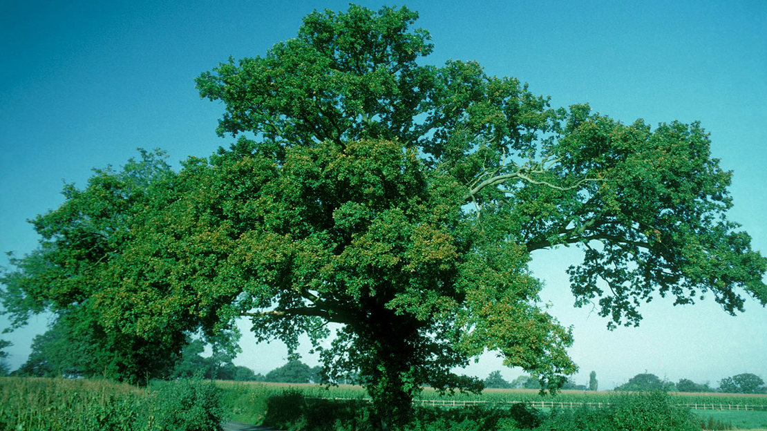 English oak solitary tree by country lane