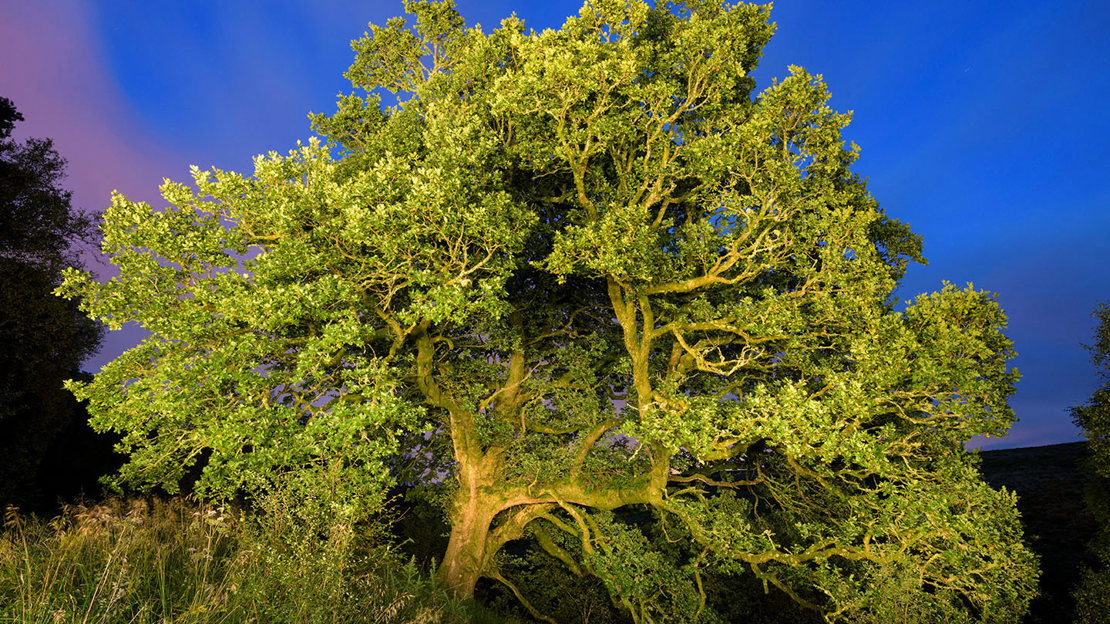 English oak whole tree in Scotland against a dramatic sky
