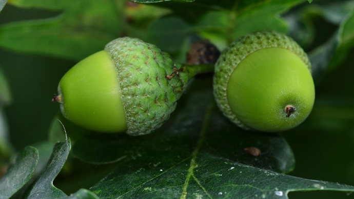 English oak acorns