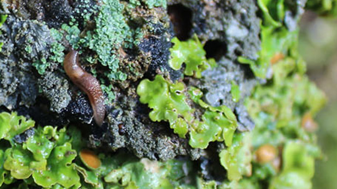 Limax cinereoniger slug on Lobaria Virens lichen