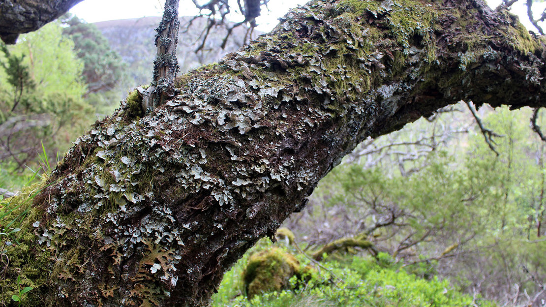 Lobaria scrobiculata lichen on willow