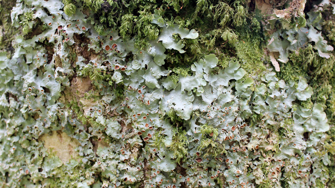 Lobaria virens lichen on ash tree